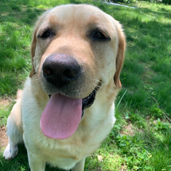 Meet your Posher, Morgan - Picture 2 of 2